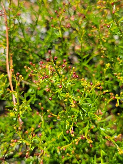 Lechea deckertii, photographed by Theo Summer