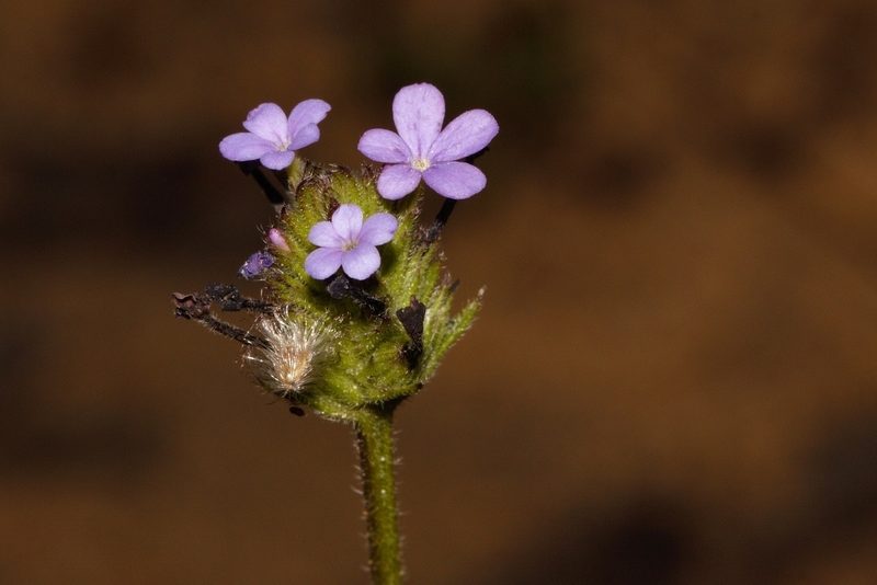 Buchnera randii, photographed by i_c_riddell