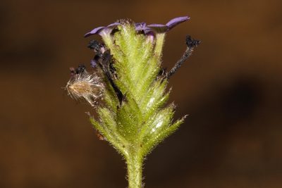 Buchnera randii, photographed by i_c_riddell