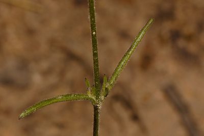 Buchnera randii, photographed by i_c_riddell