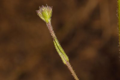 Buchnera randii, photographed by i_c_riddell