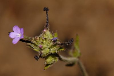 Buchnera randii, photographed by i_c_riddell