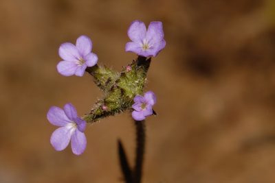 Buchnera randii, photographed by i_c_riddell