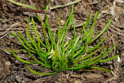 Ranunculus minimus, photographed by Patrick Hacker