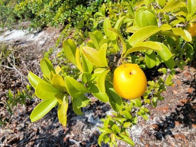 Ximenia americana