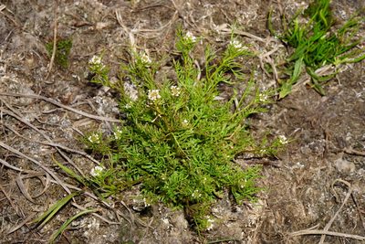 Cardamine parviflora, photographed by Patrick Hacker