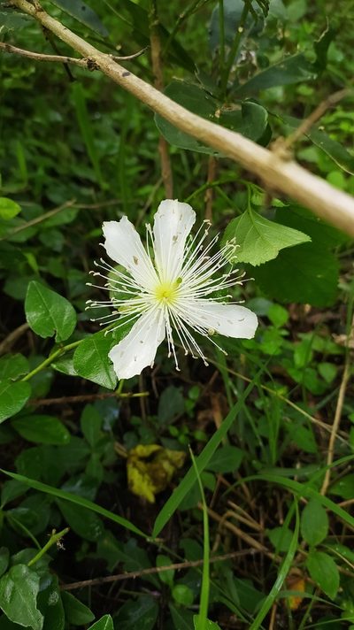 Capparis grandiflora, photographed by Amar Bharathy