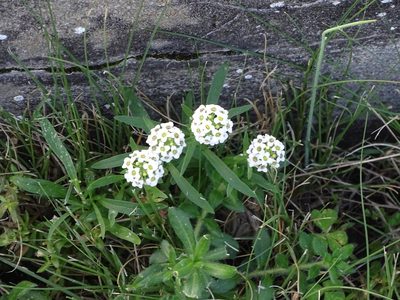 Lobularia maritima, photographed by Shaun Swanepoel