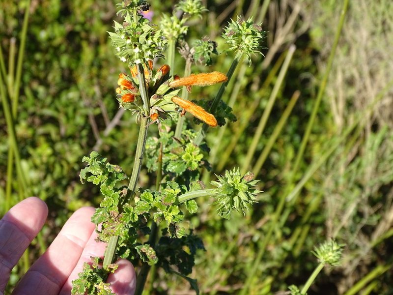 Leonotis ocymifolia, photographed by Shaun Swanepoel