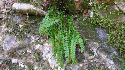 Asplenium viride, photographed by Philipp