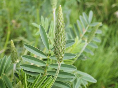 Onobrychis viciifolia, photographed by Jeff Jones