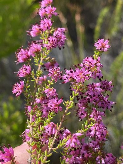 Erica radicans, photographed by Dave U