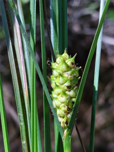 Carex striata, photographed by Scott Ward