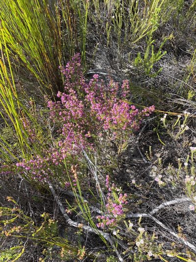 Erica radicans, photographed by Dave U