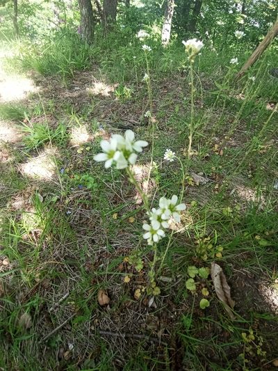 Saxifraga bulbifera, photographed by Hanka Sokolová