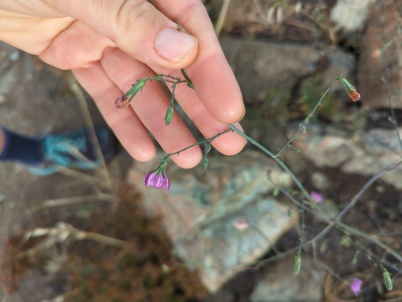 Stephanomeria cichoriacea, photographed by Nora Bales