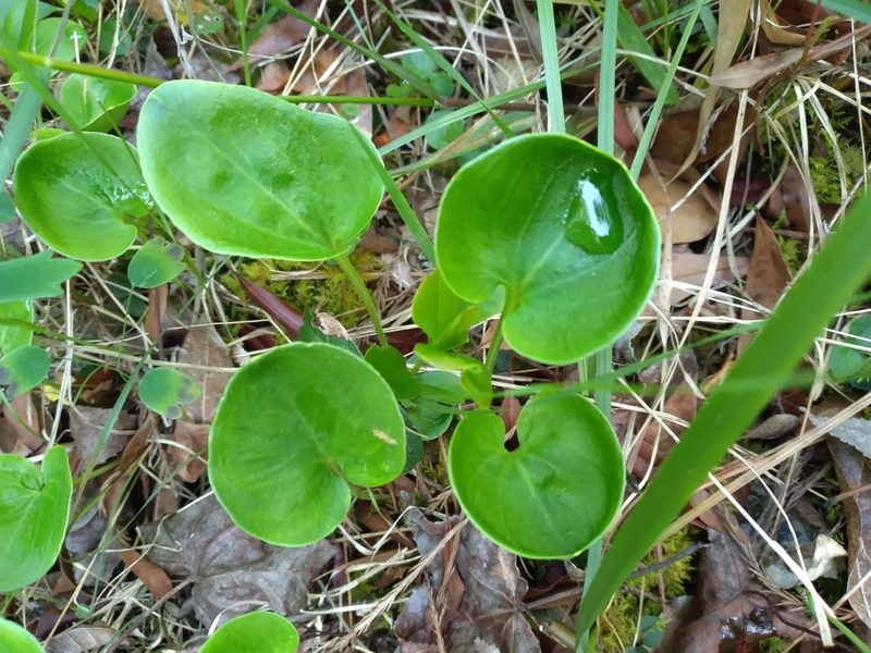 Parnassia caroliniana, photographed by Scott Ward