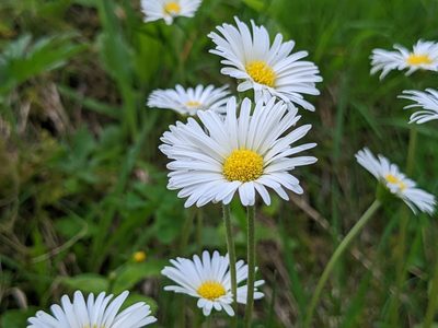 Aster bellidiastrum, photographed by Attila Oláh