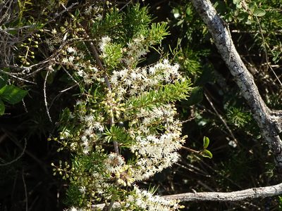 Asparagus aethiopicus, photographed by Shaun Swanepoel