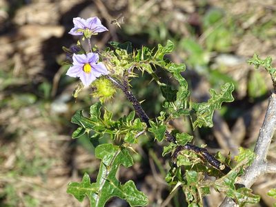 Solanum linnaeanum, photographed by Shaun Swanepoel