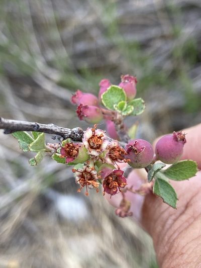 Malacomeles pringlei, photographed by Craig Hensley