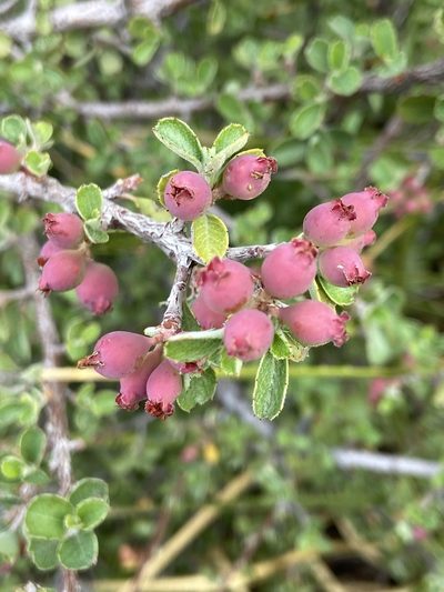 Malacomeles pringlei, photographed by Craig Hensley