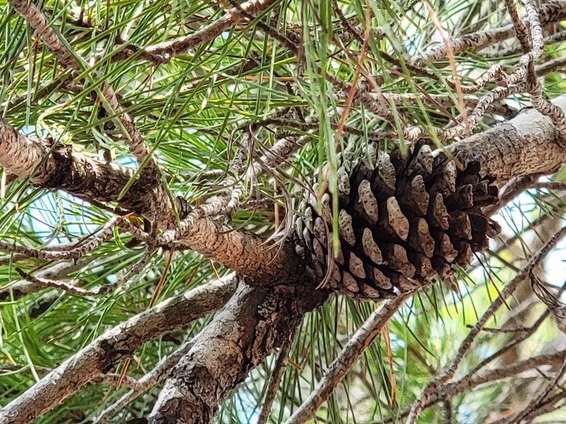 Pinus clausa, photographed by Theo Summer