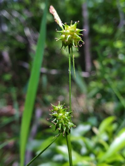 Carex lutea, photographed by Scott Ward