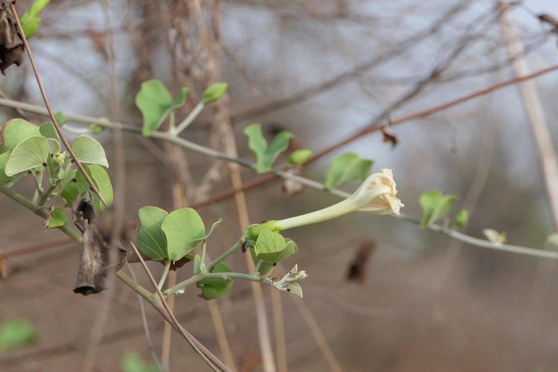 Rivea hypocrateriformis, photographed by Dinesh Valke