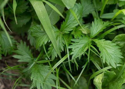 Potentilla norvegica, photographed by Anastasia_Surkova