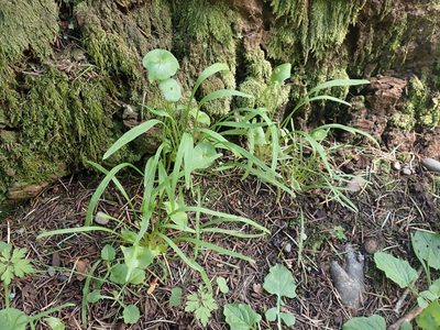 Claytonia parviflora