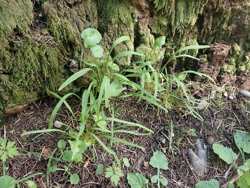 Claytonia parviflora, photographed by giantcicada