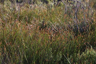Platycaulos compressus, photographed by Tony Rebelo