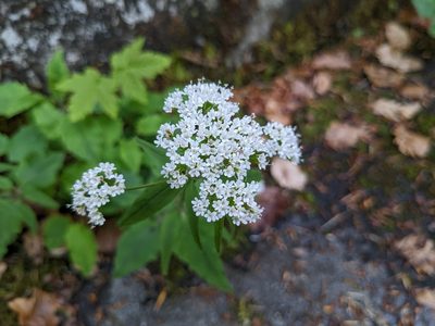 Valeriana tripteris, photographed by Attila Oláh