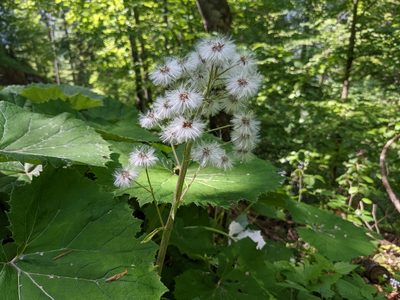 Petasites albus, photographed by Attila Oláh