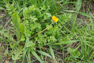 Potentilla supina, photographed by Anastasia_Surkova