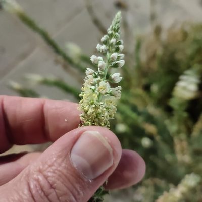 Reseda alba, photographed by Quentin Groom
