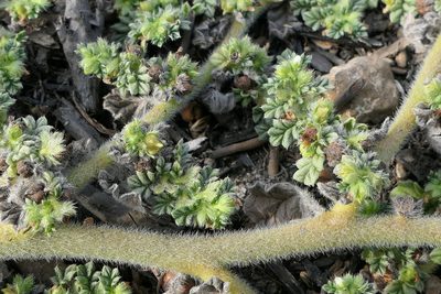 Coldenia procumbens, photographed by Dinesh Valke
