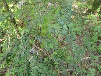 Taxus brevifolia, photographed by giantcicada