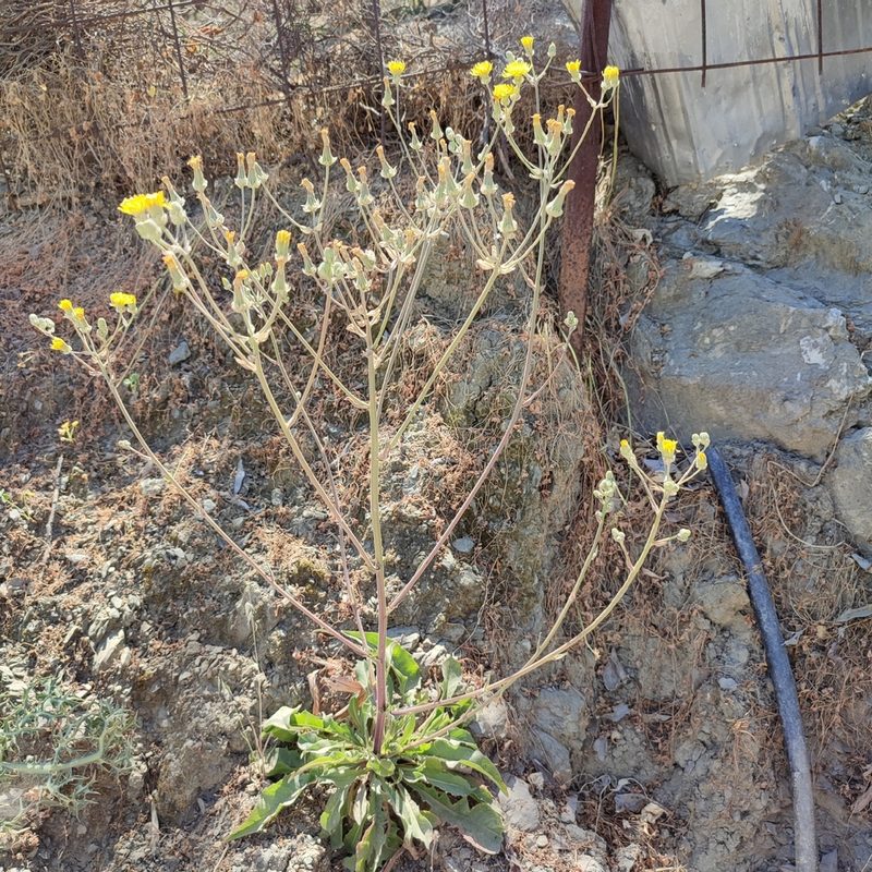 Crepis vesicaria, photographed by Quentin Groom