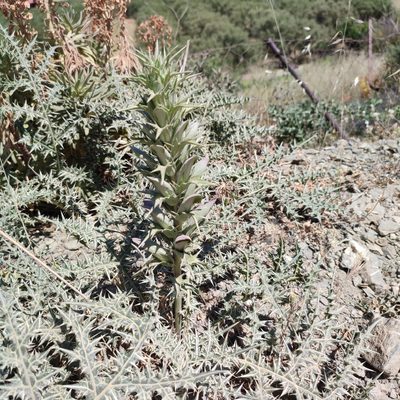 Acanthus spinosus