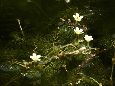 Ranunculus trichophyllus, photographed by Nicholas Moray Williams