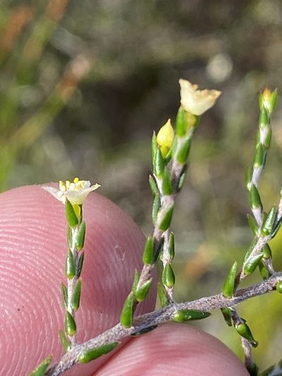 Lachnaea axillaris, photographed by Dave U