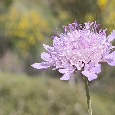 Scabiosa atropurpurea