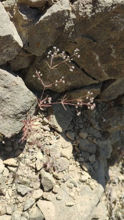 Jubogalium setaceum, photographed by Quentin Groom