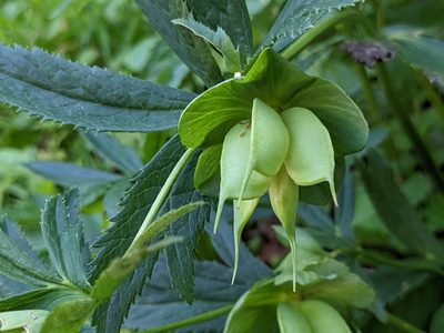 Helleborus viridis, photographed by Attila Oláh