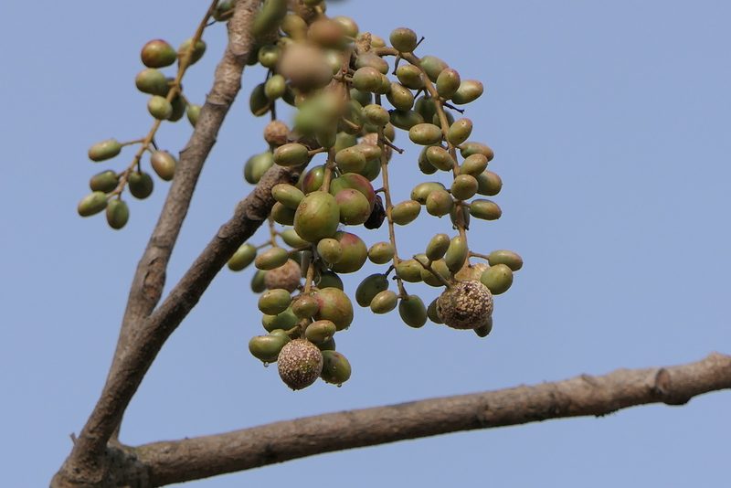 Lannea coromandelica, photographed by Dinesh Valke