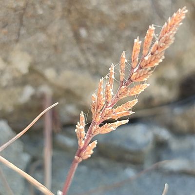 Catapodium rigidum, photographed by Quentin Groom