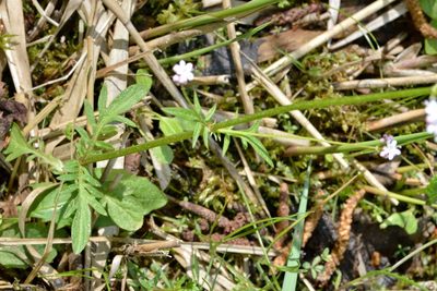 Valeriana dioica, photographed by Petr Harant
