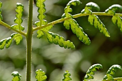 Dryopteris dilatata, photographed by Petr Harant